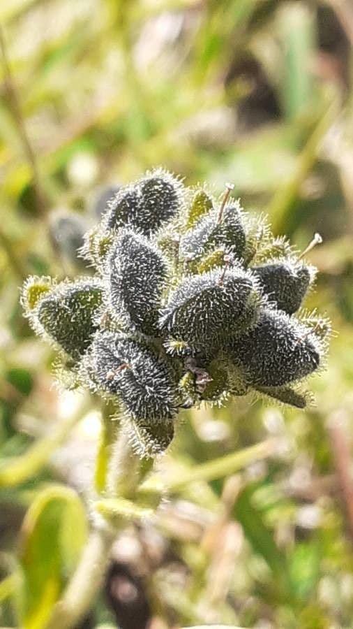 Veronica bellidioides 2