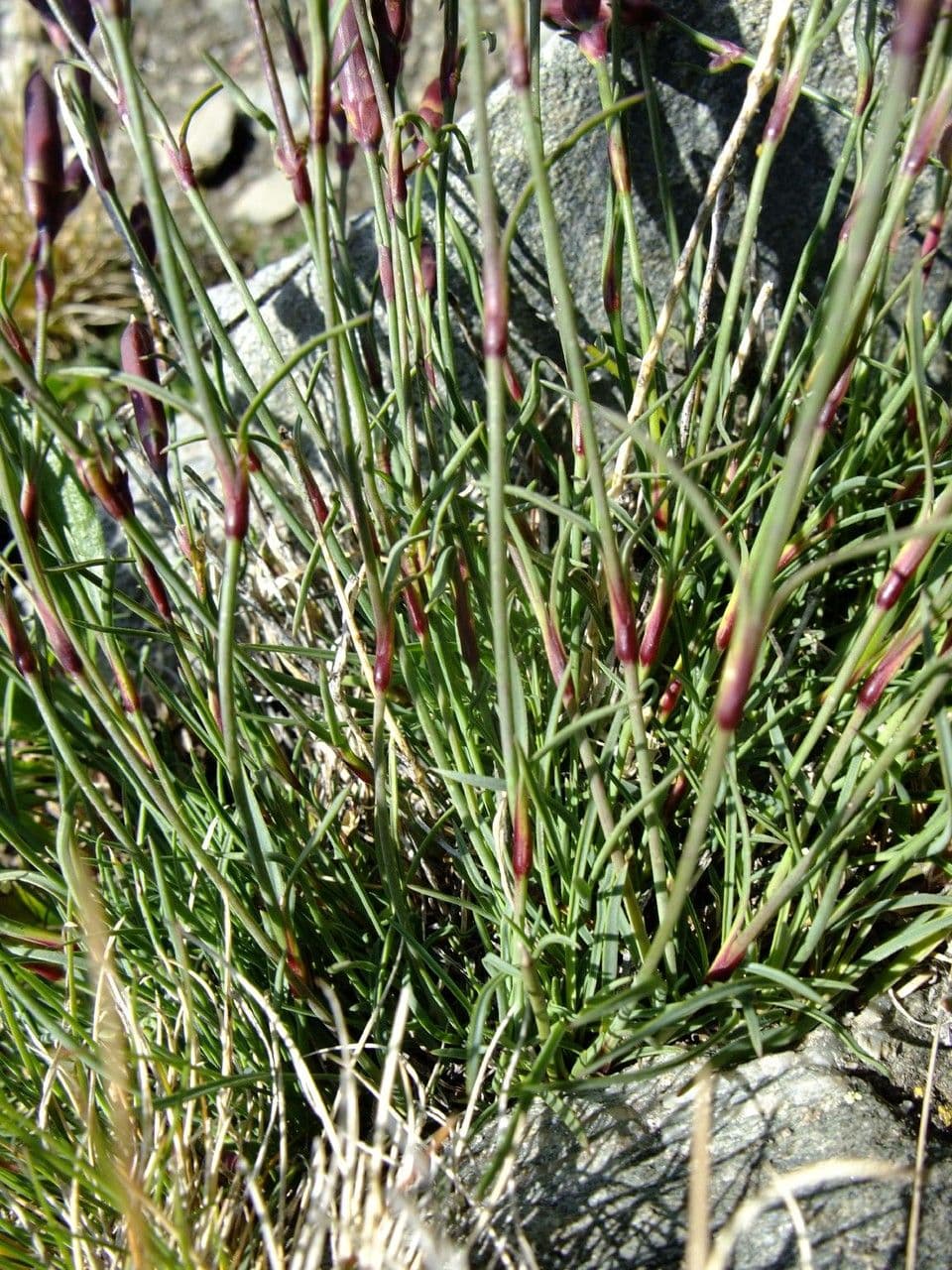 Garofano selvatico 8