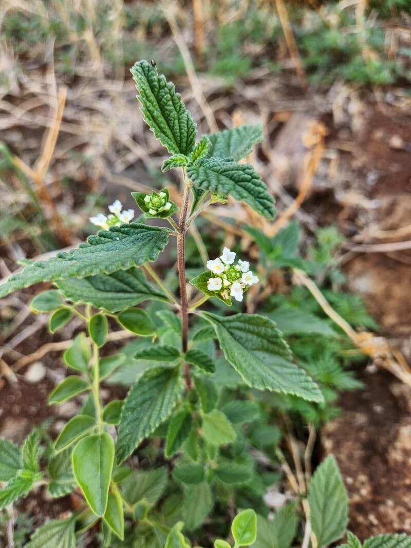 Lippia de Java 21