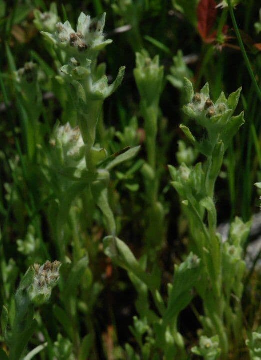 Gnaphalium 15