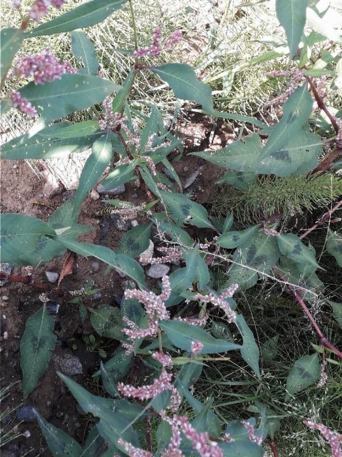 Persicaria de hoja de acedera 8