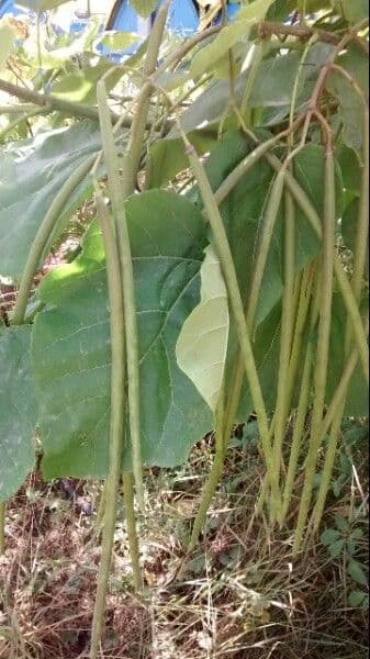 Catalpa comune 2