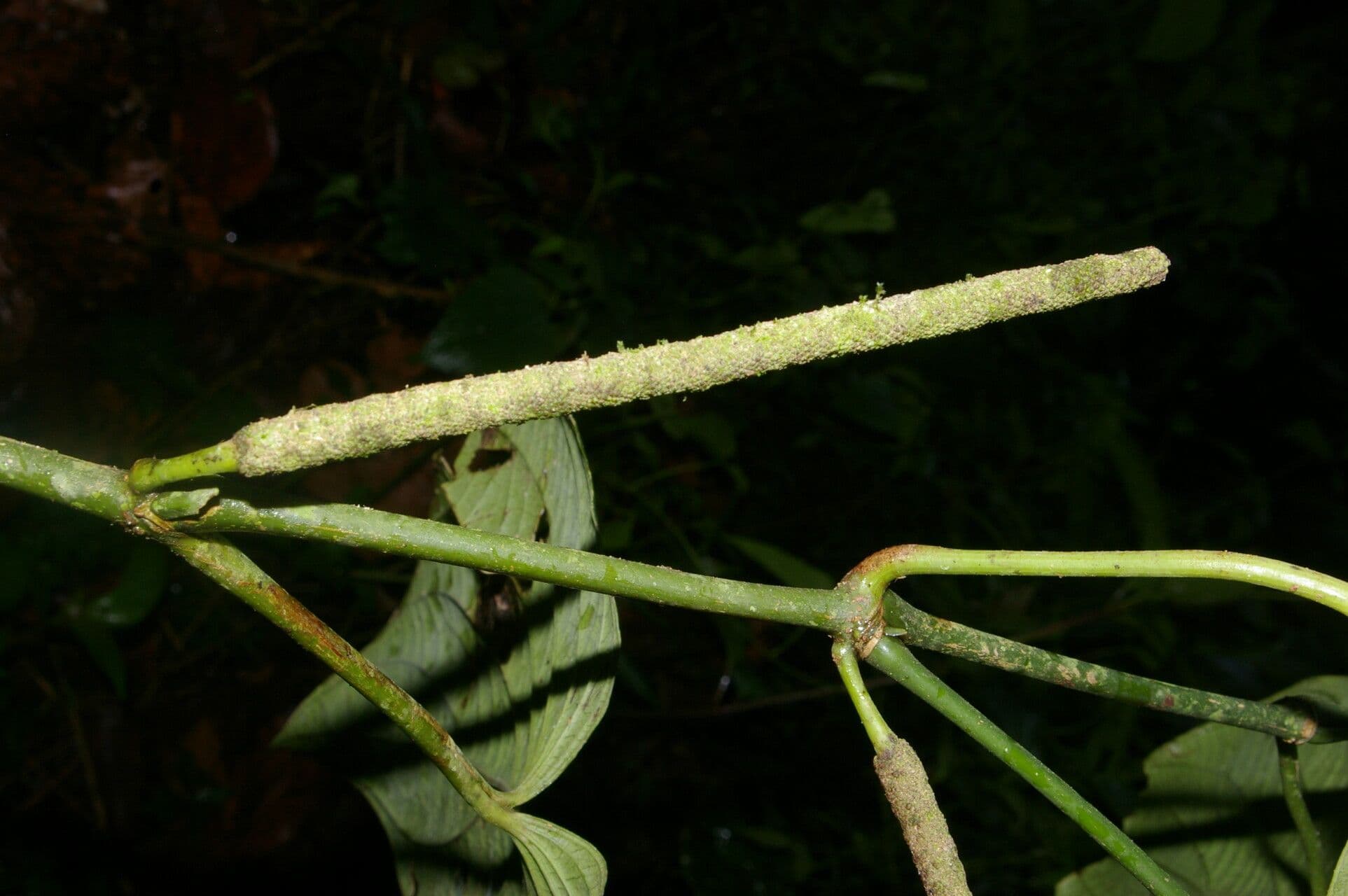 Dicknerviger Pfeffer 9