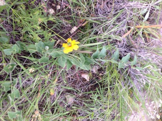 Matelea biflora 13