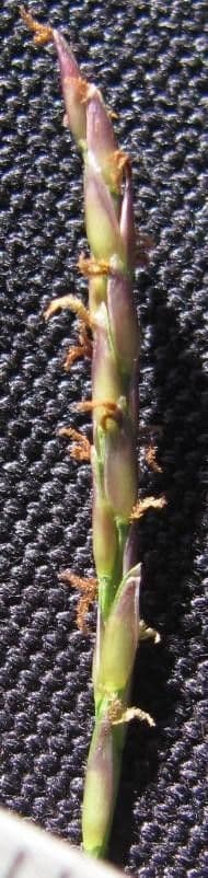 Zoysia 8