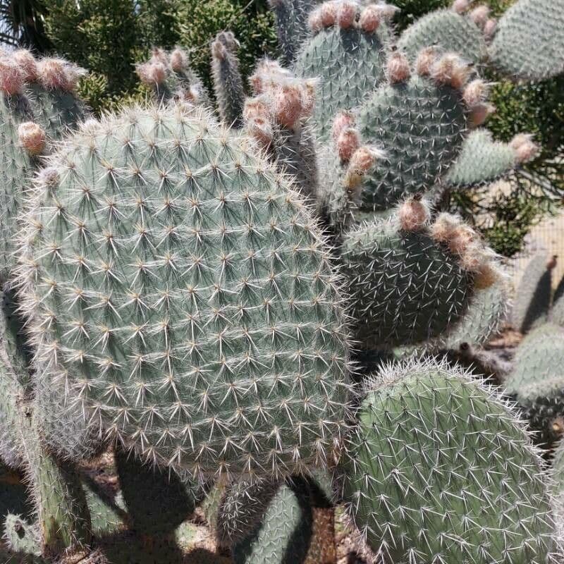 Opuntia pilifera