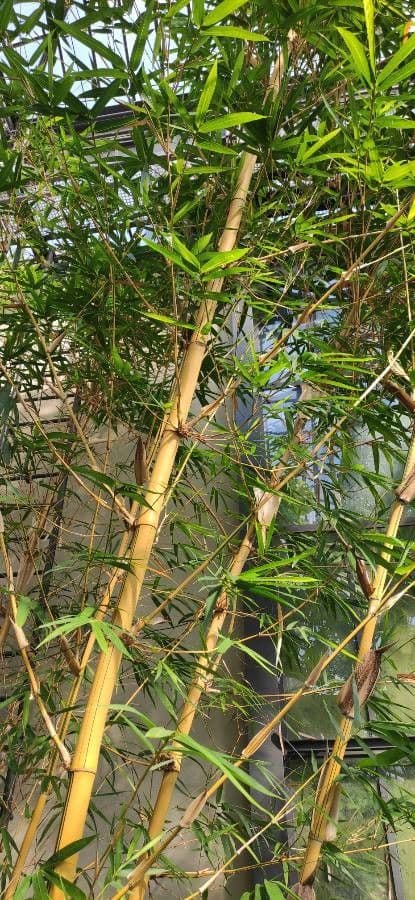 Bambù 2
