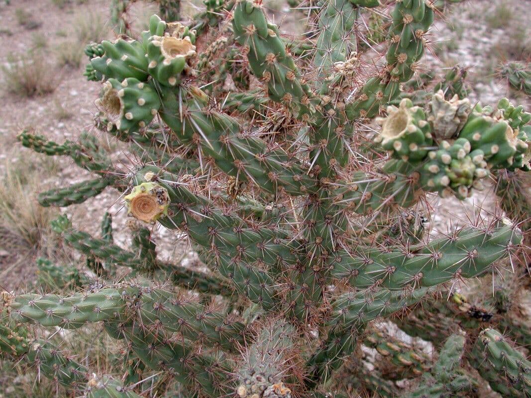 Cholla rogata 2