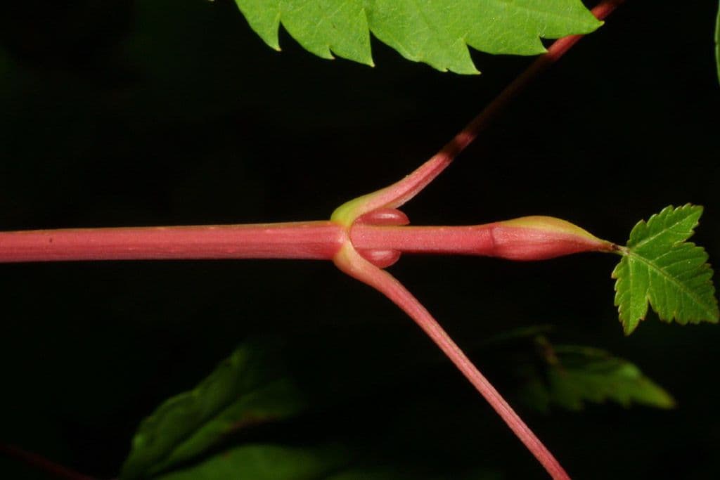 Érable glabrum 25