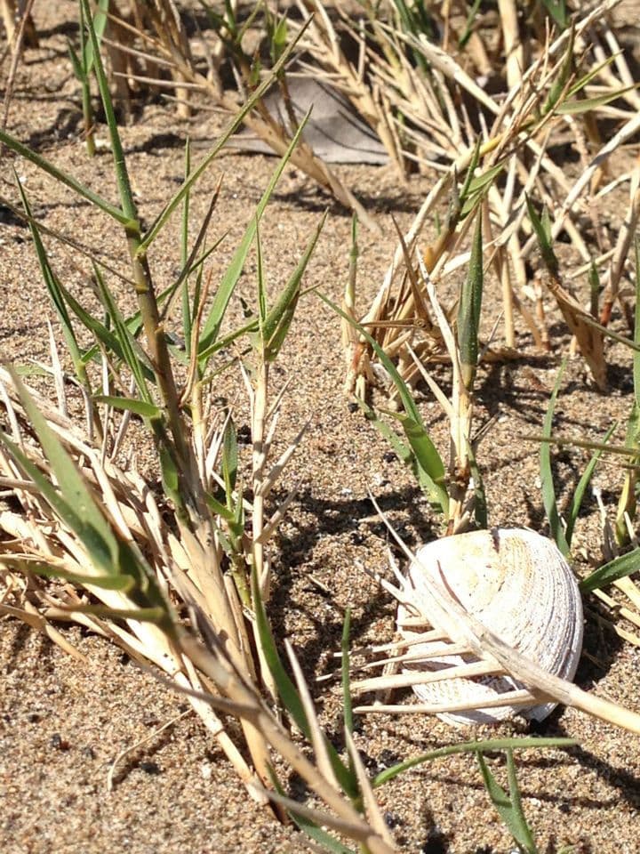 Distichlis spicata 9