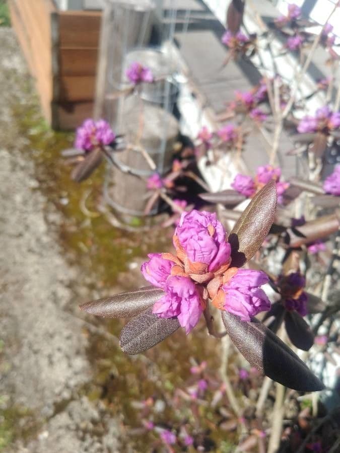 Rododendro lapponico 11