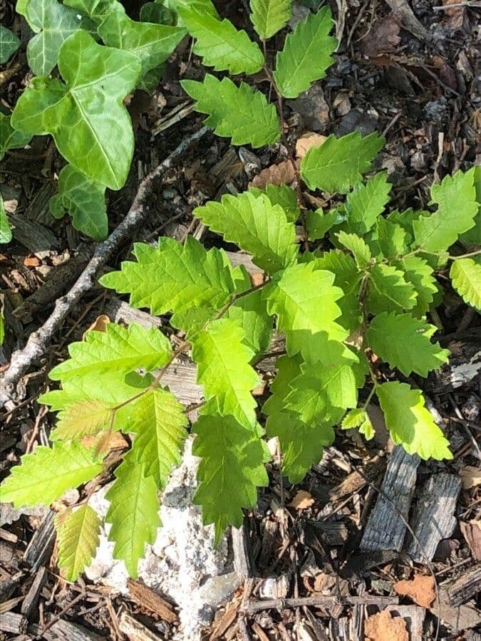 Zelkova del Caucaso 4