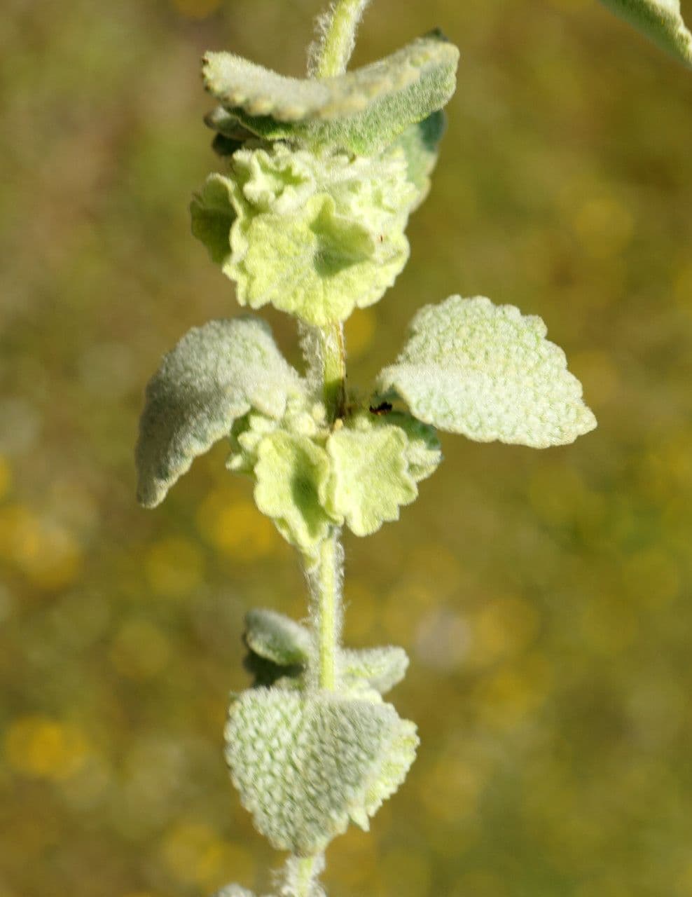 Pseudodictamnus 2