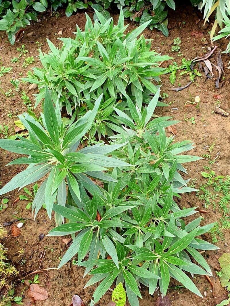 Echium di Madeira 12