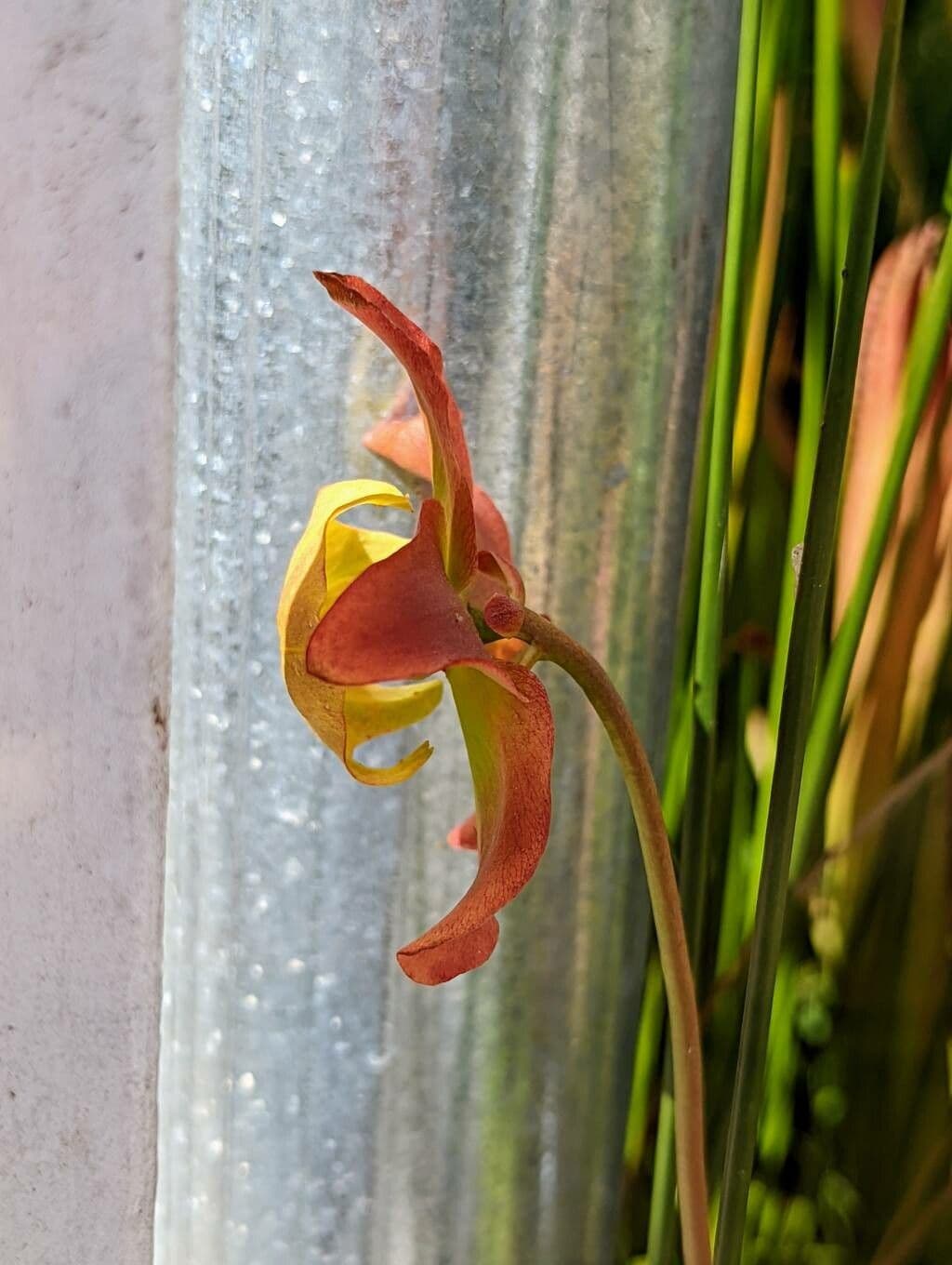 Sarracenia minore 6