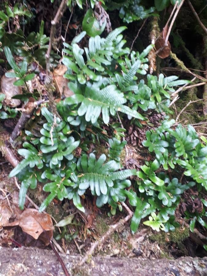 Polypode coriace 11