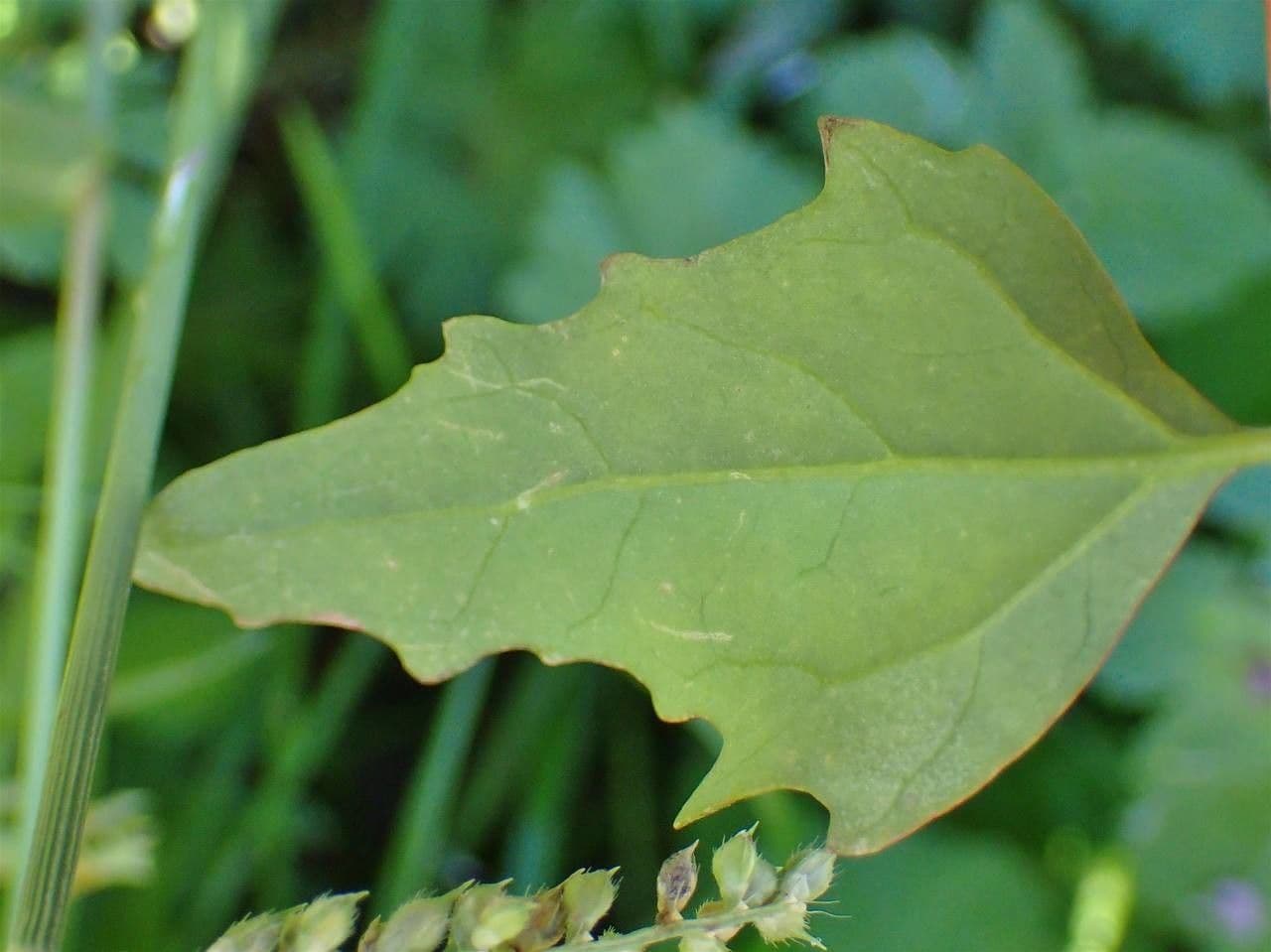 Chenopodio rigido 20