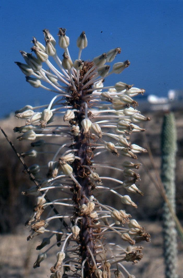 Drimia 4