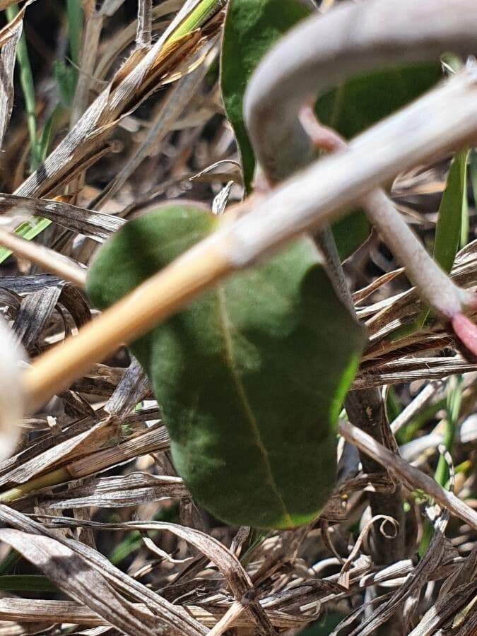 Ceropegia 9