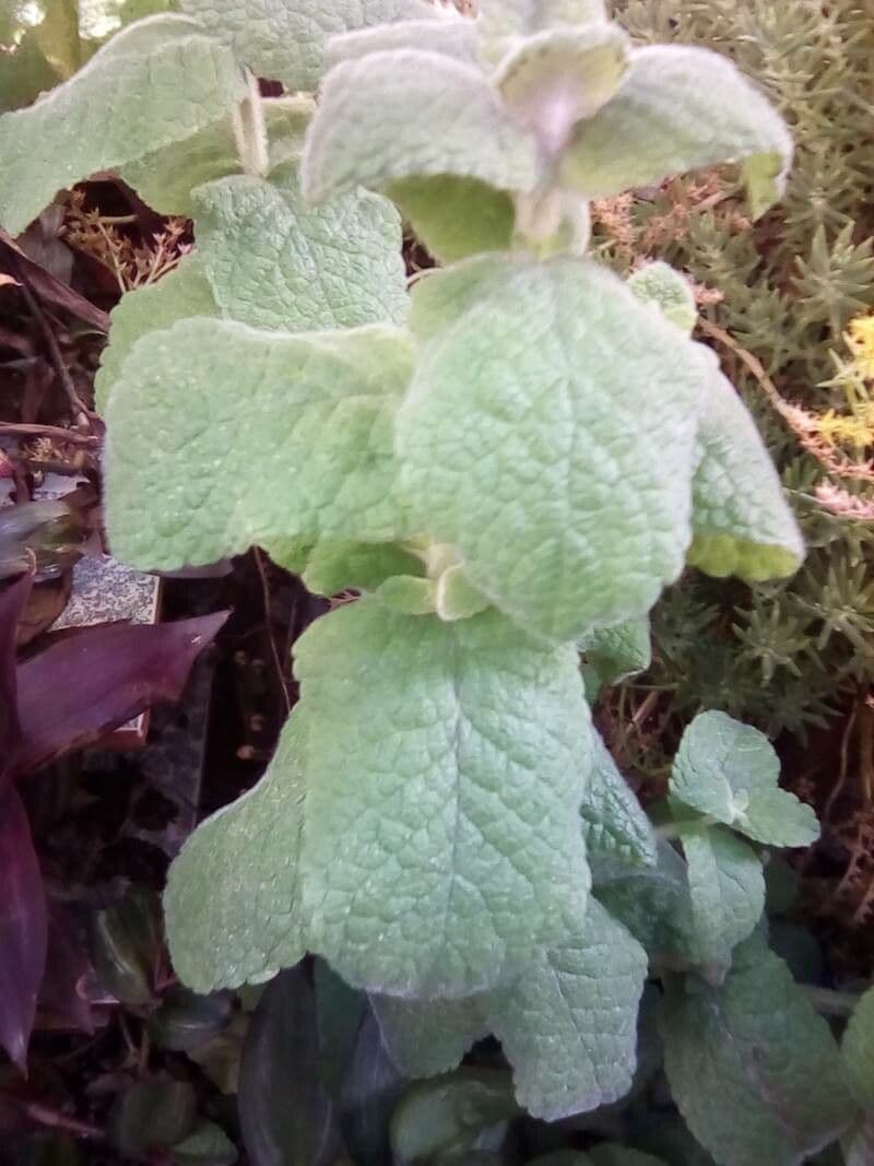 Menta villosa 9