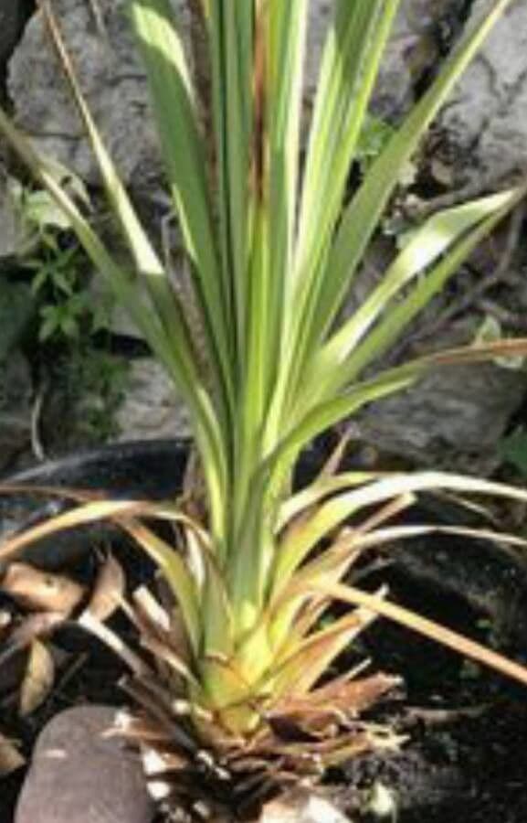 Cordyline 14