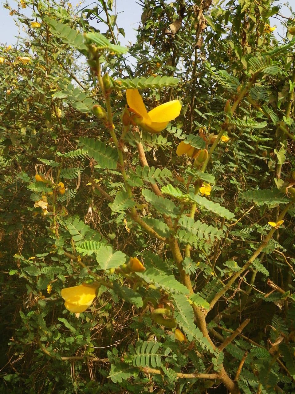 Aeschynomene 6