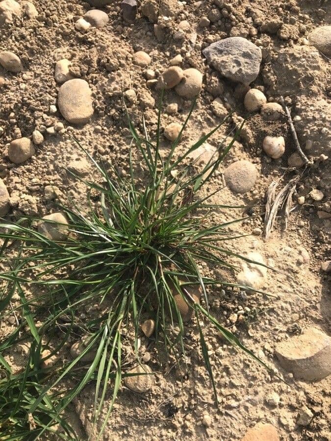 Arabian grass 9