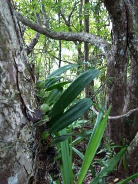 Bulbophyllum 10