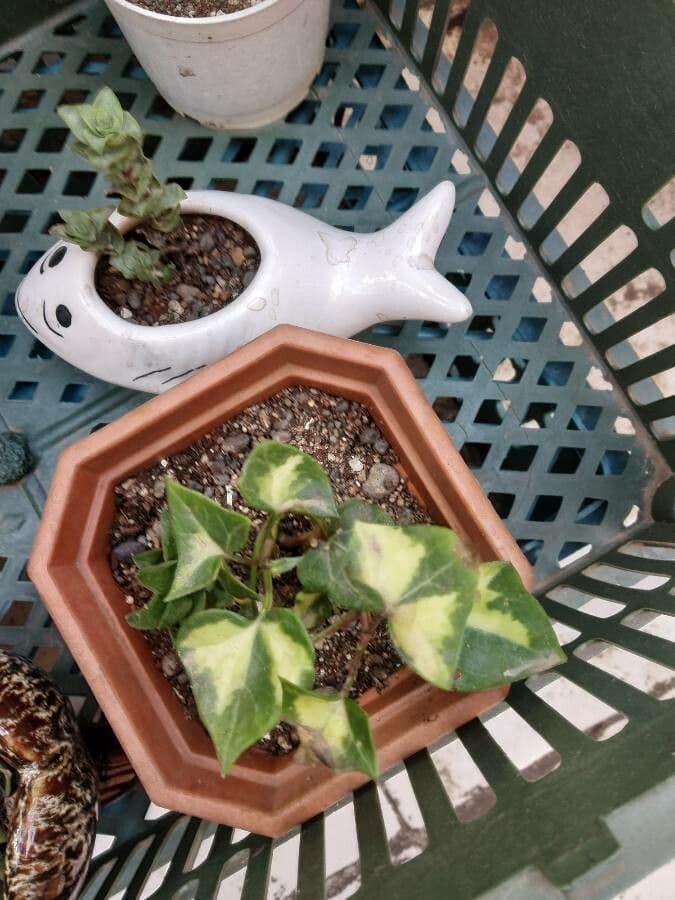 Senecio 6