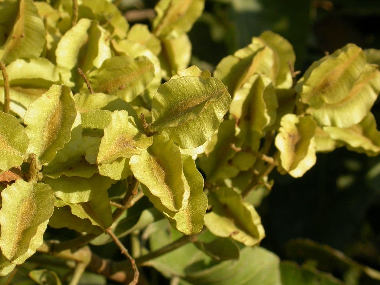 Combretum