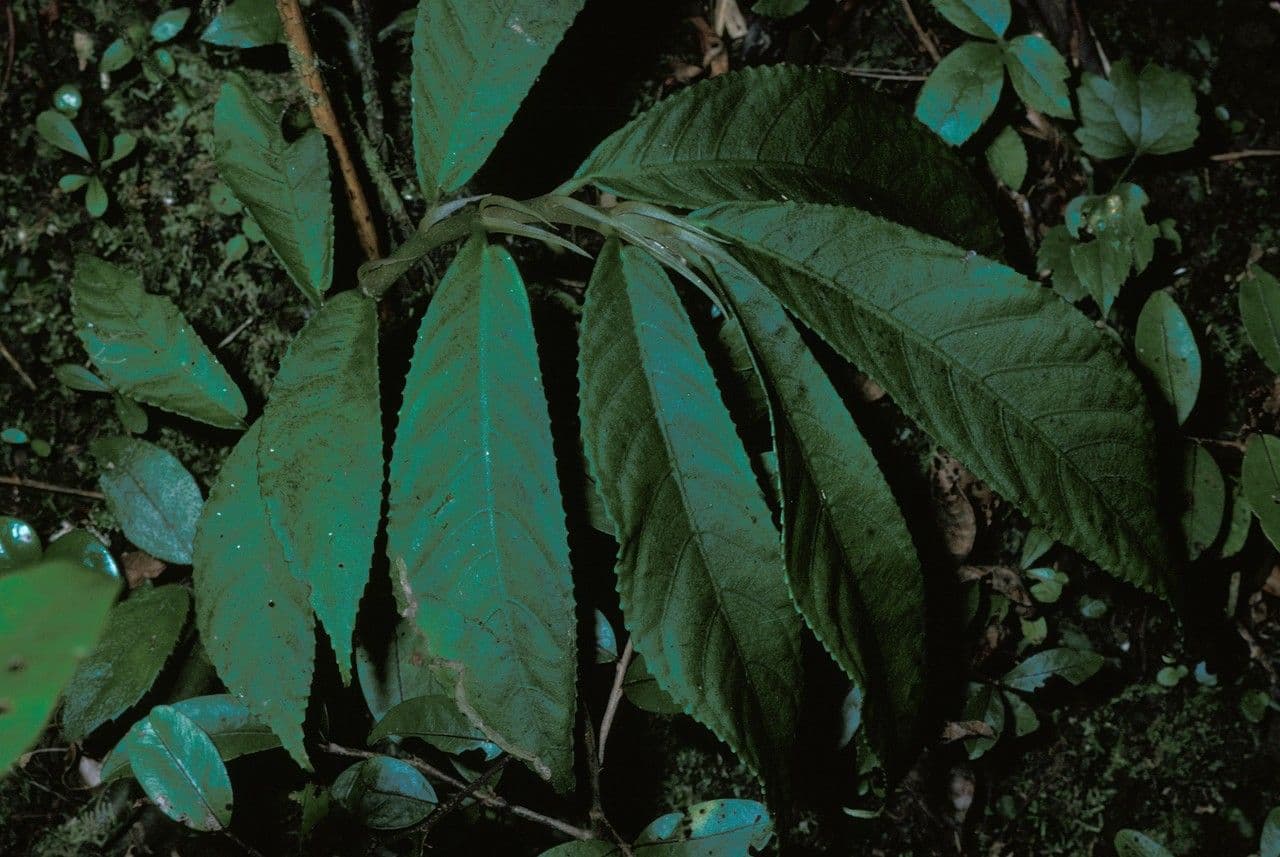Elatostema