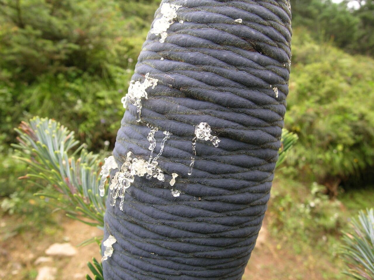 Abete dell'Himalaya 3