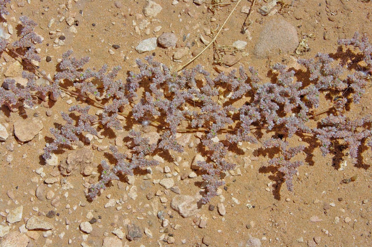 Paronichia araba 4