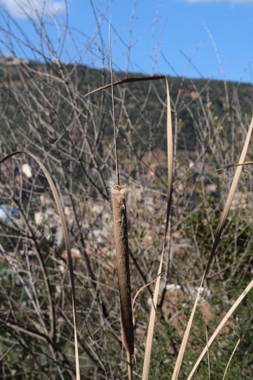 Totora 3
