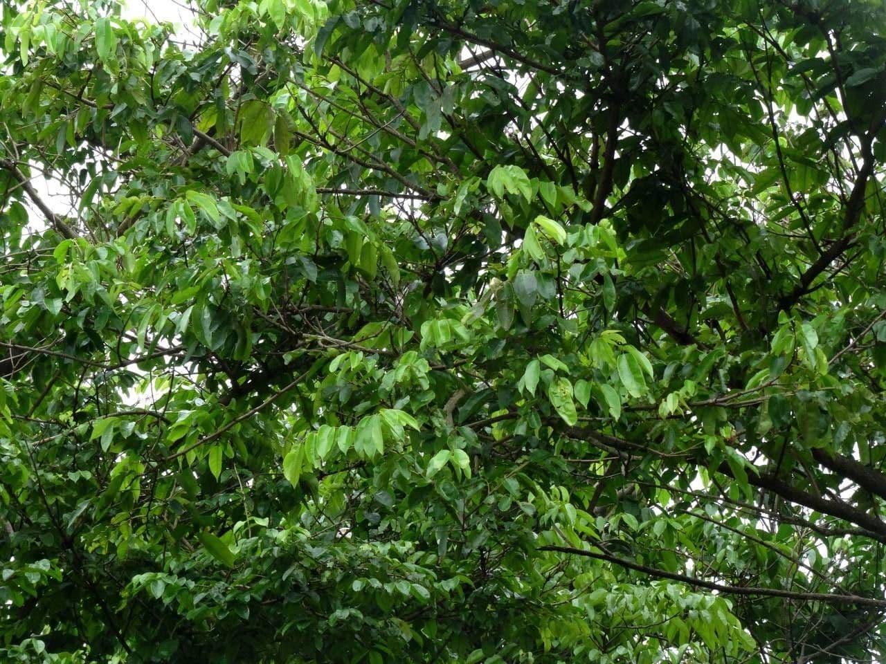 Pterocarpus 15