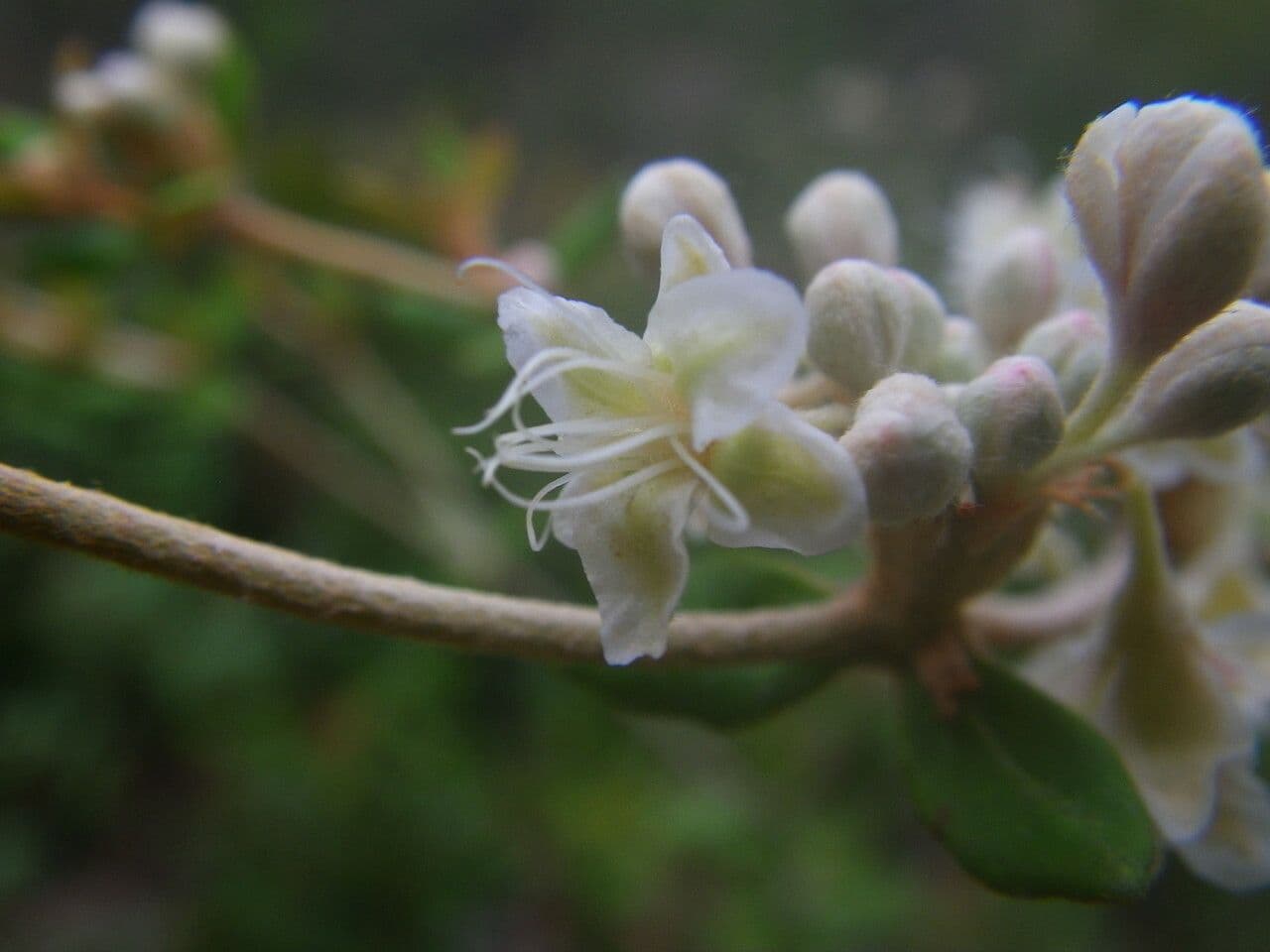 Eriogonum