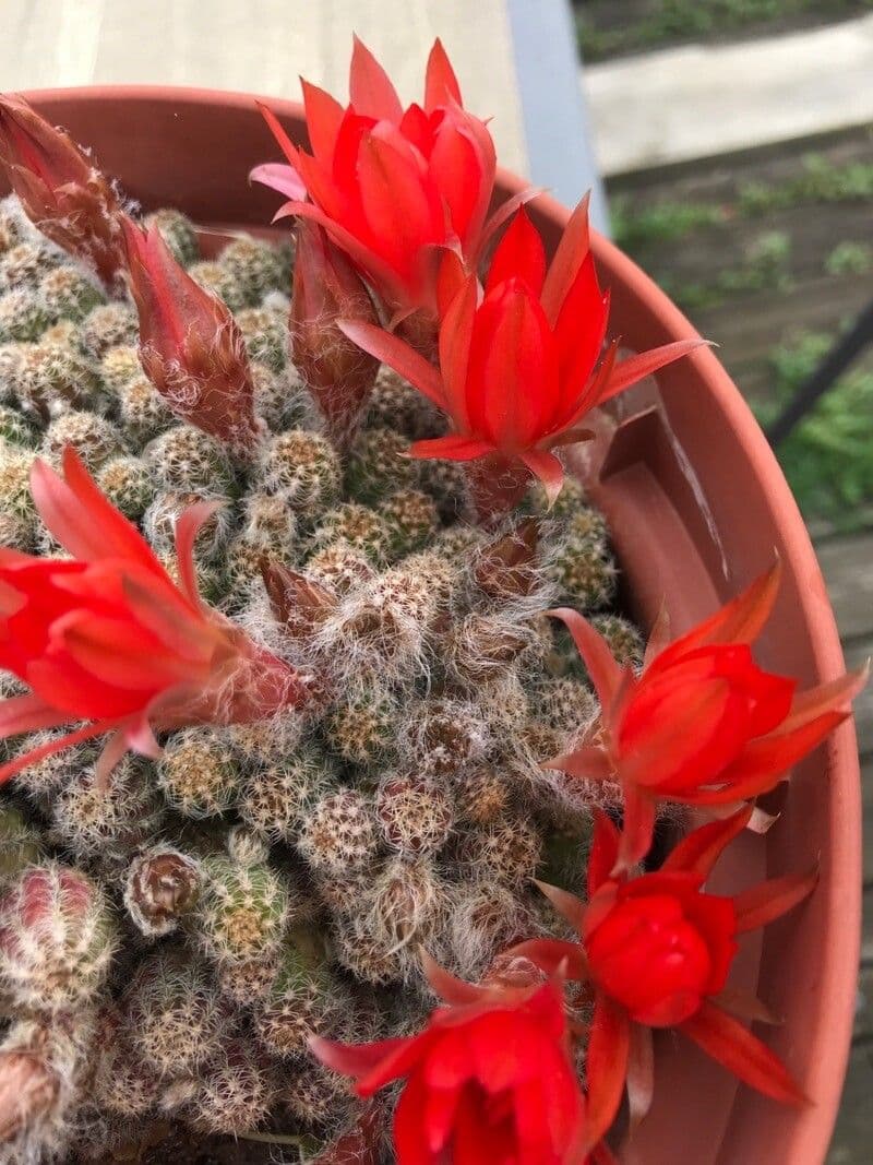 Lobivia arachnacantha 8
