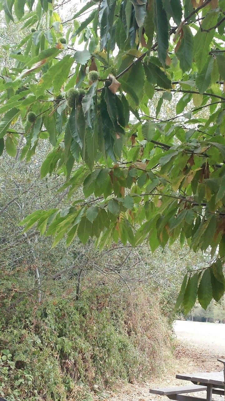 Castagno americano 11