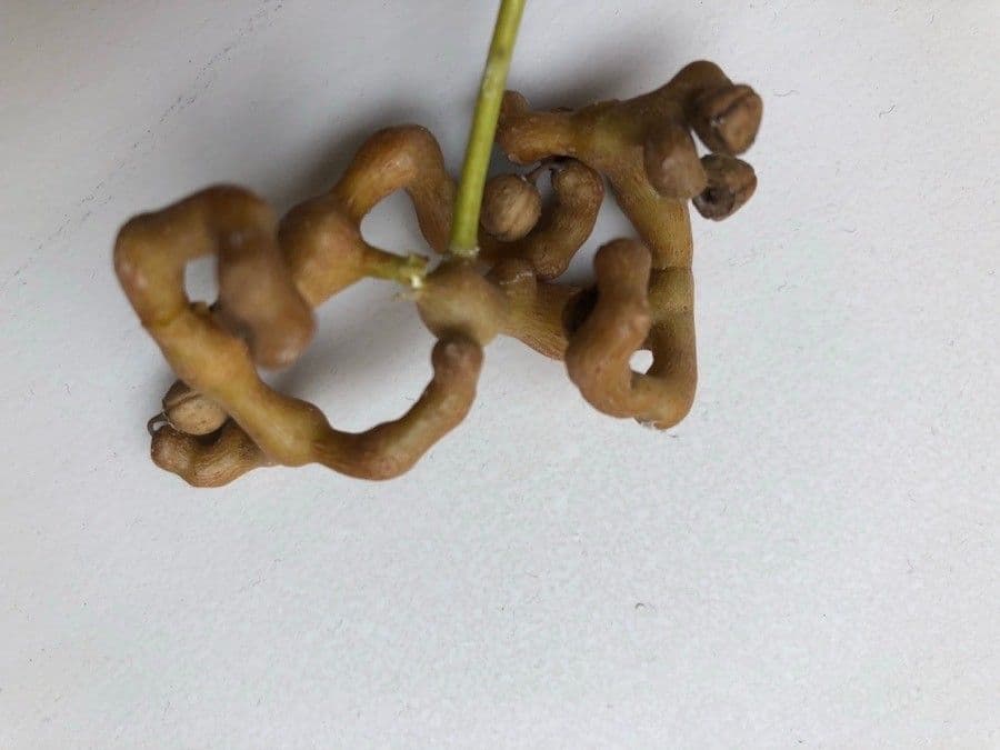 Hovenia acerba