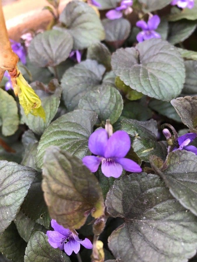 Viola del Labrador 6