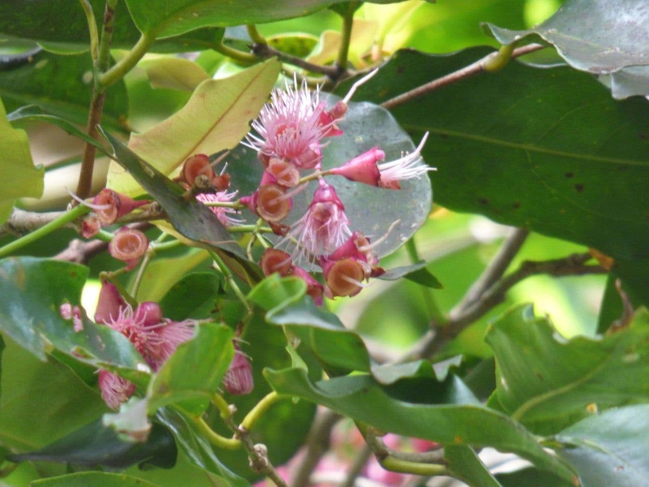 Syzygium 8