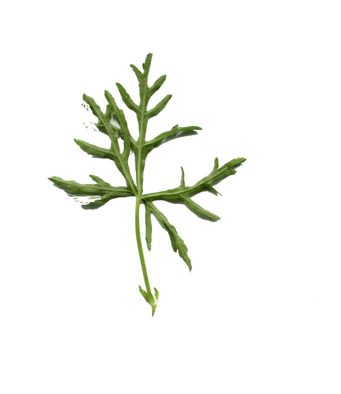 Malva moscata 29