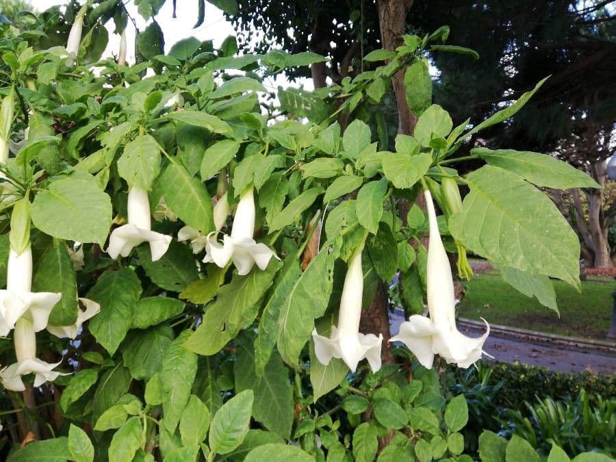Datura 16