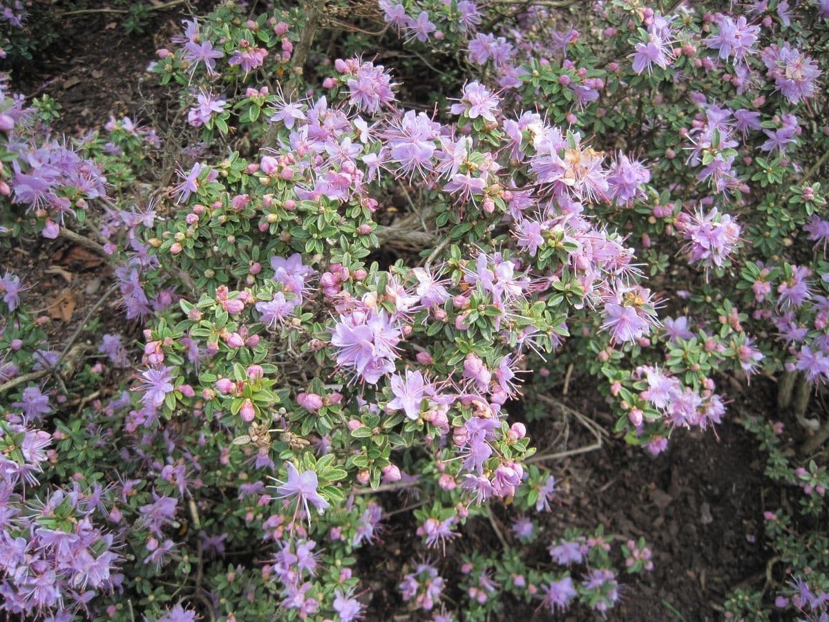 Rododendro 7