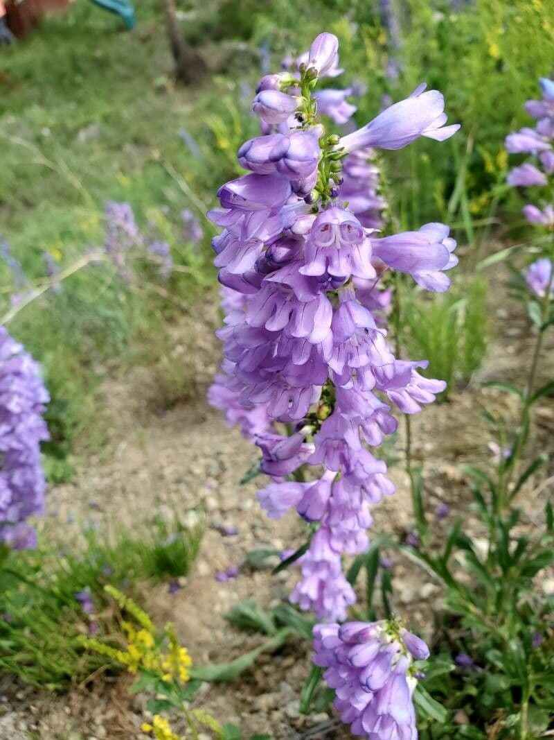 Penstemon 3
