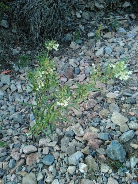 Gomphocarpus physocarpus 15