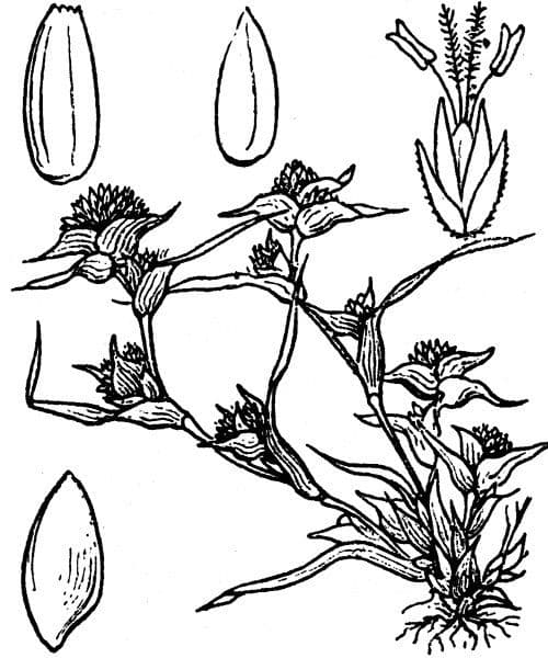 Sporobolus 27