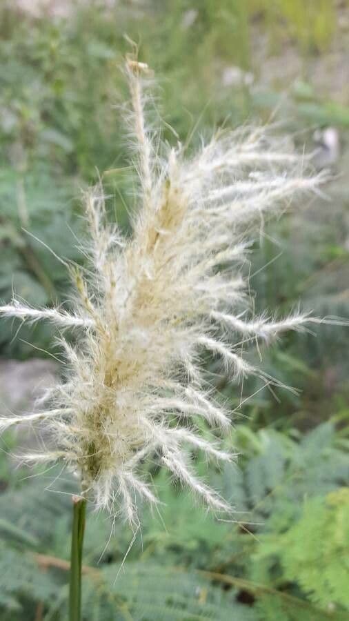 Bothriochloa 5