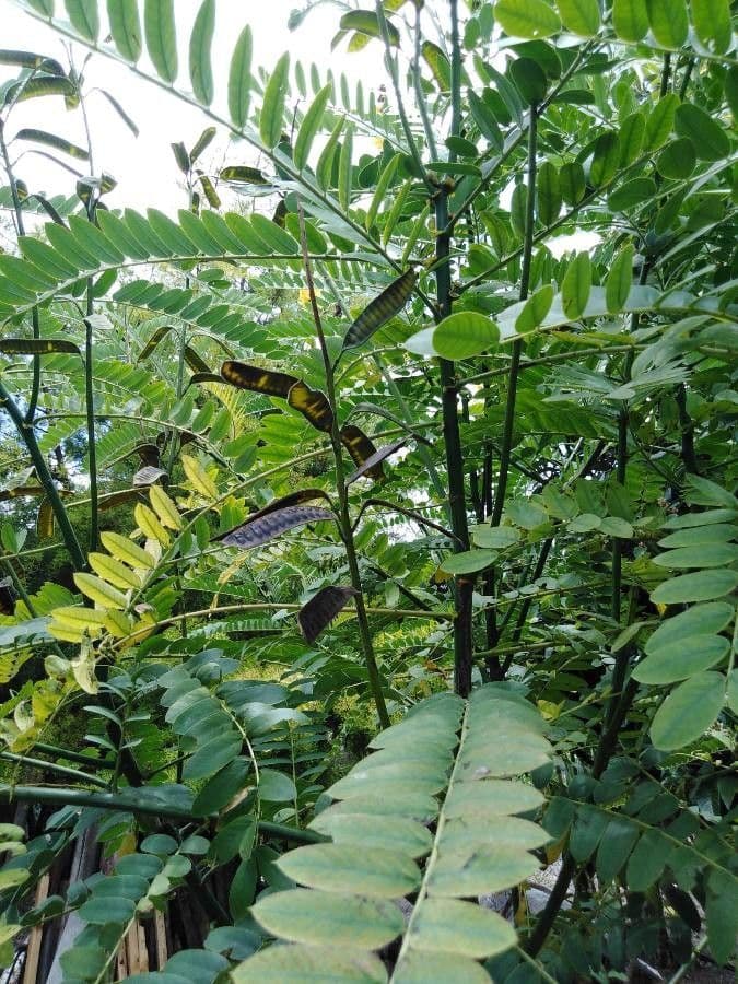 Senna didymobotrya 4