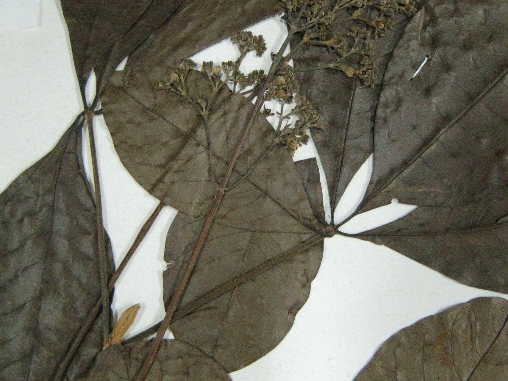 Vitex compresso 3